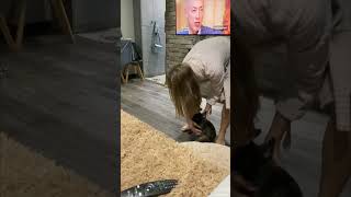 Playful French Bulldog Keeps Jumping Towards a Girl to Catch It