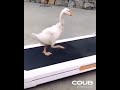 Moonwalk  #funny #animals #pets #cute