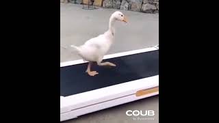 Moonwalk  #funny #animals #pets #cute