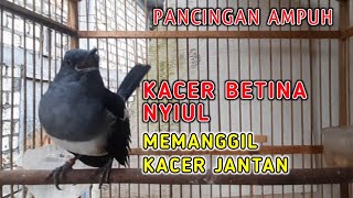 KACER BETINA NYIUL MEMANGGIL JANTAN, AMPUH UNTUK MENAIKAN BIRAHI KACER JANTAN AGAR GACOR