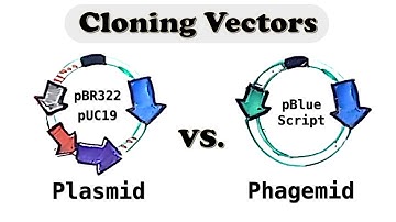 Plasmid and Phagemid cloning vector - Selectable vs. Screening marker