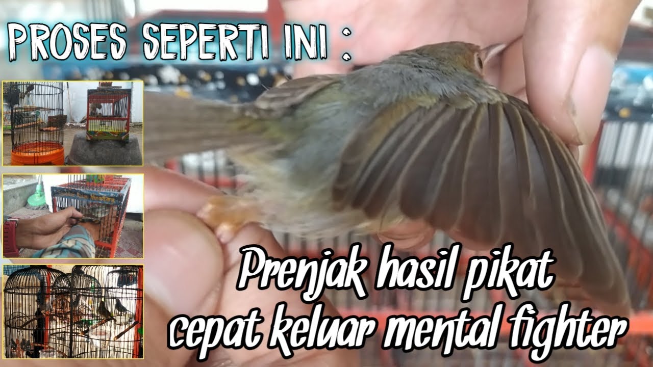 Cara membuat mental fighter prenjak merah hasil pikat/ombyokan||fighter gacor