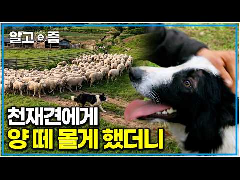 “2개 국어까지 가능?” 지능 높은 보더콜리위해 1만 평 대지와 양 떼 사주자 보인 놀라운 모습｜한국기행｜알고e즘
