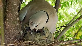 A Mother Dove Feeding Her Hungry Babies
