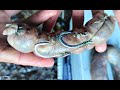 How to make a magic bait  (sausage sardines) - Fishing with a sardine sausage