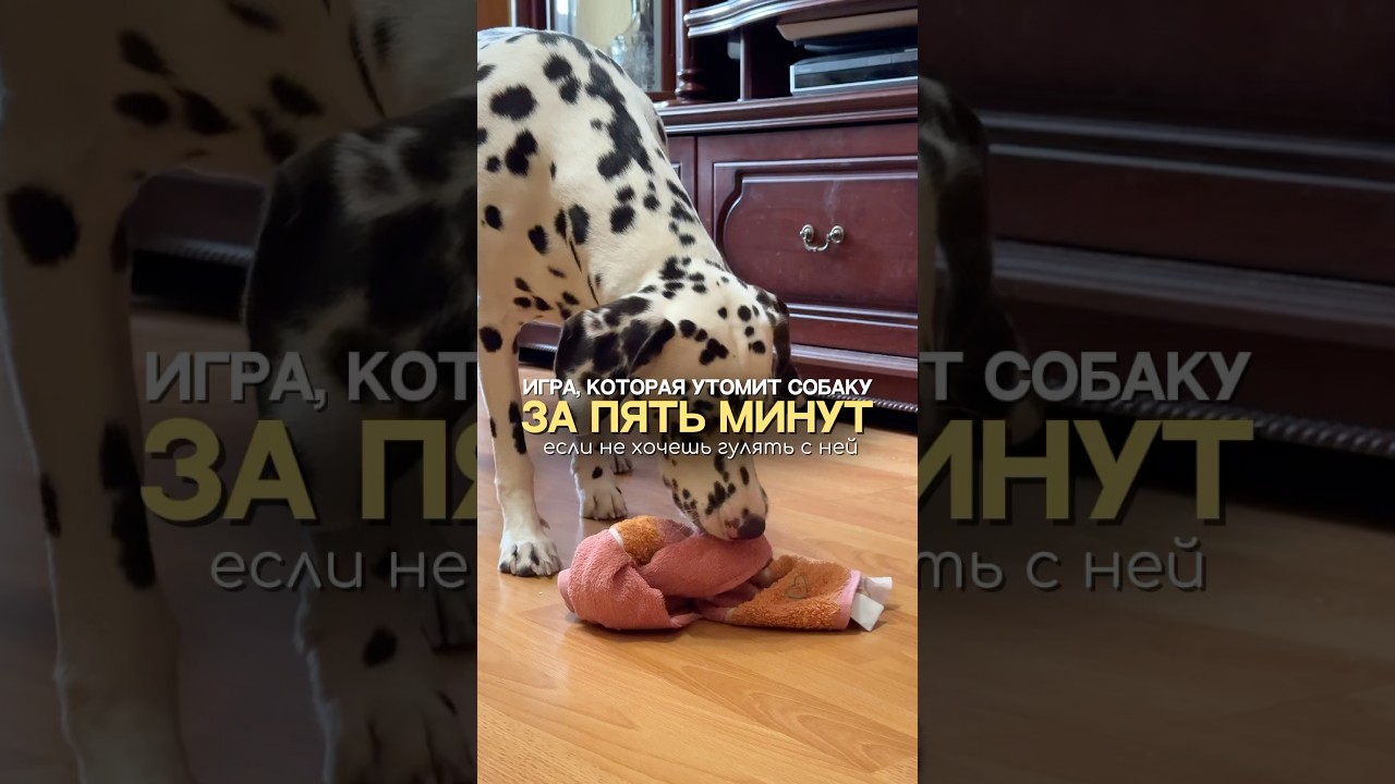 Корм вместо лакомства я покупаю на wb артикул 