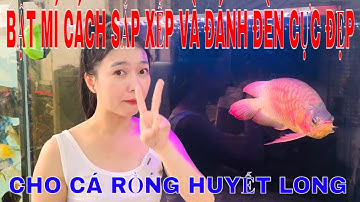 🔴PHUKIENCARONG.VN | Cách GẮN ĐÈN và ĐÁNH ĐÈN làm sao cho CÁ RỒNG ĐẸP NHẤT- ĐÈN CÁ RỒNG HUYẾT LONG