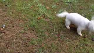 My Rescue Maltese And Bichon Frise From Many Tears Rescue Out For Walkies With Lola