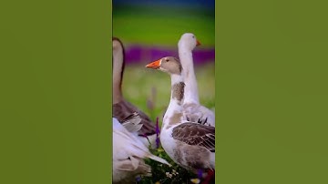 سورة ق الأية 16( وَلَقَدْ خَلَقْنَا الإنْسَانَ وَنَعْلَمُ مَا تُوَسْوِسُ بِهِ نَفْسُهُ )