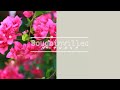 Bougainvillea -Today's Flower-                            ⚫︎Mar.09.2022⚫︎