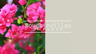 Bougainvillea -Today's Flower-                            ⚫︎Mar.09.2022⚫︎