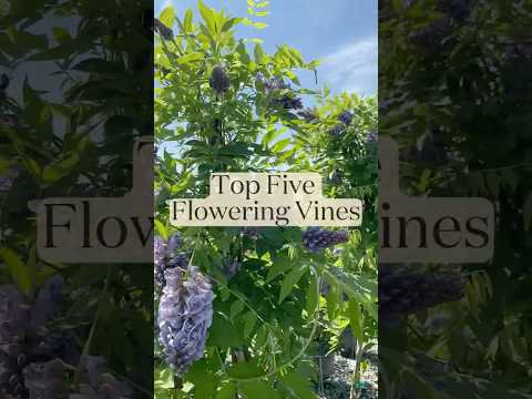 Top Five Flowering Vines