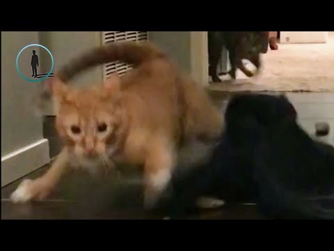 2018'in En Komik Korkak Kedi Videoları 🐈 Komik Kediler 2018 #bluesky