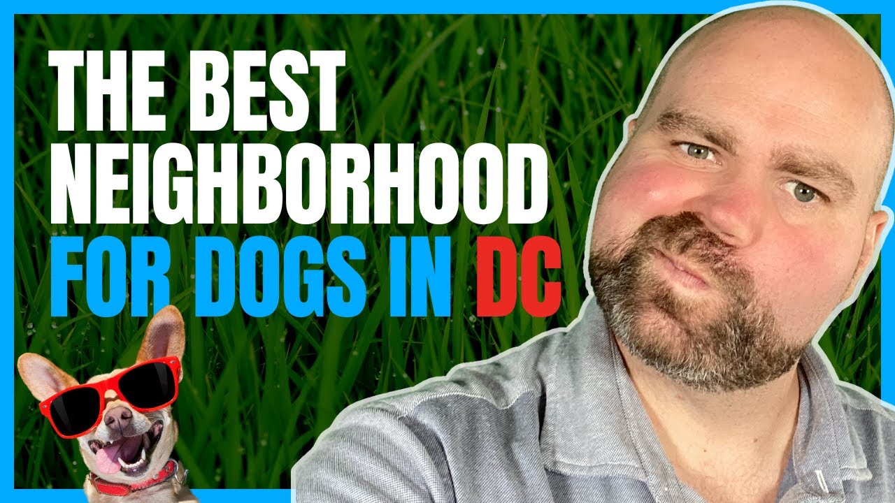top-5-dog-friendly-neighborhoods-in-dc-the-ultimate-guide-for-dog