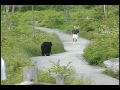 WLOS Bear chases man at Clingman's Dome in GSMNP