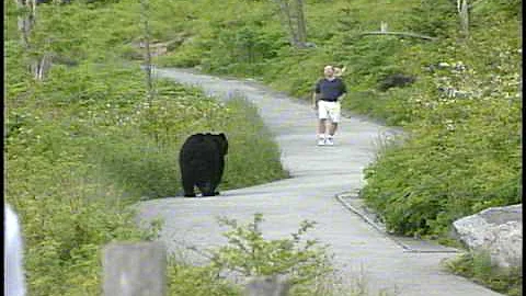 WLOS Bear chases man at Clingman's Dome in GSMNP