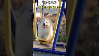밥그릇 맞아?!#쿠팡추천 #인테리어 #강아지