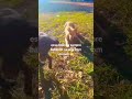 #pets