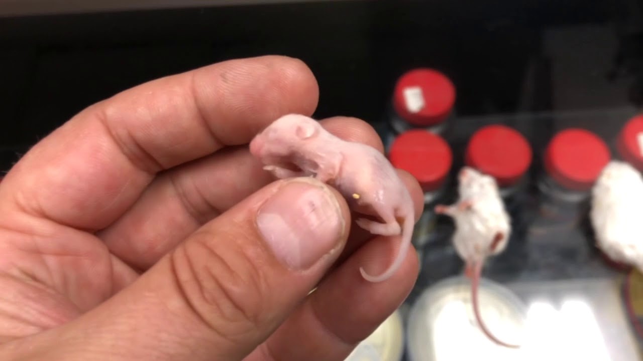 What Is A Pinky Mouse Feeder Mice Sizes Youtube