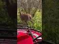 Gotta get the deer #jakeswheels go sub