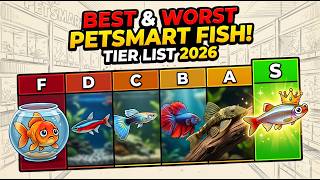 Best and Worst Fish PetSmart Sells — Honest Tier List 2026
