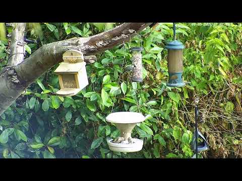 Isle of Wight Bird & Red Squirrel Feeder live cam preview