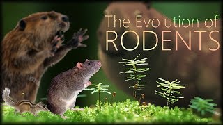 The Evolution of Rodents