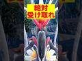 【絶対受け取れ】色違いコライドンミライドンが配布開始したぞ!!!【ポケモンSV】
