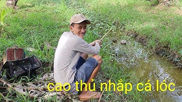# cao thủ nhắp cá lóc # câu vịt || Phương fishing , hunting trap