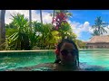 Outrigger Resort Fiji review & information