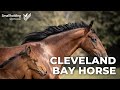 Cleveland Bay Horse - Equine showcase - Scottish Smallholder Festival 2020