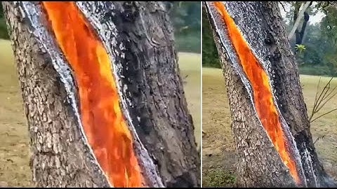 Tree Burning Inside After Lightning Strikes