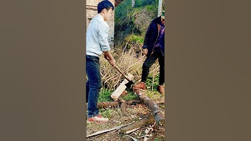 technique of cutting a tree trunk using a sharp axe #shorts