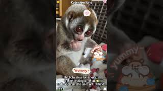 The Adorable Slow Loris#SlowLoris #Animals #foryou #AnimalFacts #fyp