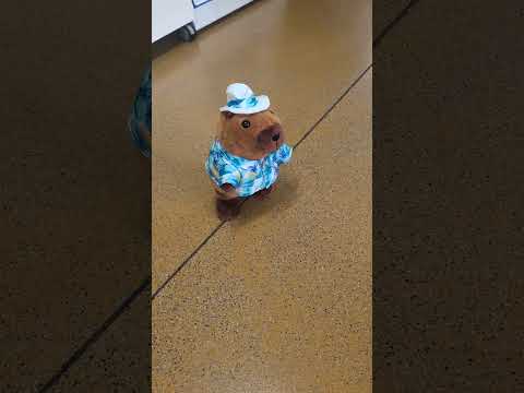 М'яка інтерактивна іграшка C1142 капібара, ходить, співає, повтор голосу в капелюсі у кор. 18,5x16,5x31 см, видео 1