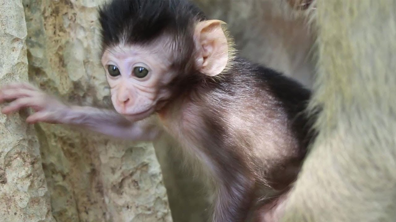 Baby monkey Quinton is so clean | Wow Daily