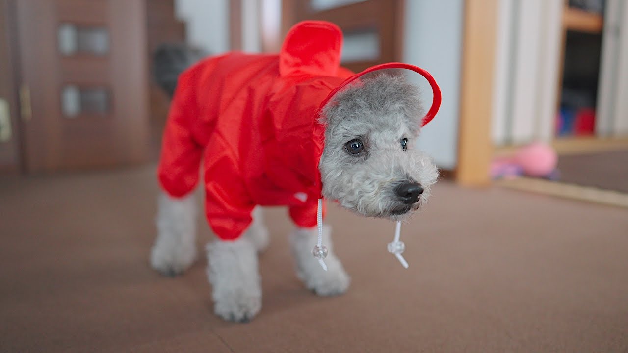 大失敗 犬にはじめてレインコートを着せてみたらこうなりました Youtube