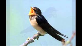 Barn swallow(Hirundo rustica) sound / صوت السنونو