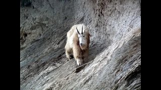 Mountain goat 'turned the tables,' killed grizzly bear in Yoho National Park