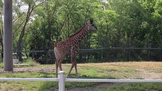 Amani has the zoomies!