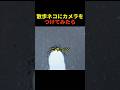 散歩ネコにカメラをつけてみたら