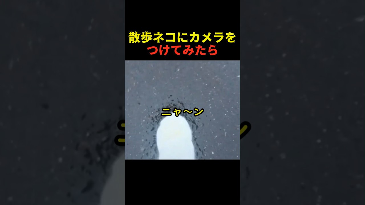 散歩ネコにカメラをつけてみたら