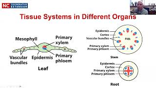 Part 2: Vegetative Plant Anatomy and Morphology 2026