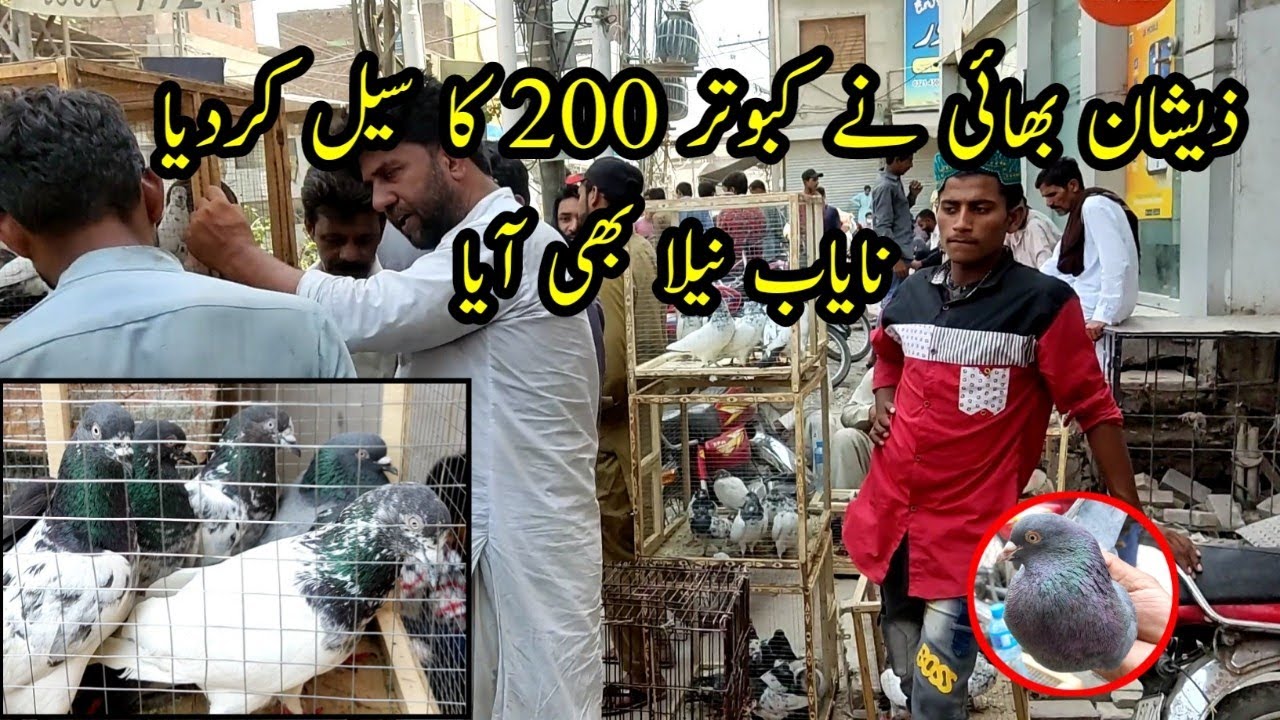 Mandi Mai 200 Ka Kabootar Sale Huwa || Larri Adda Mandi || 