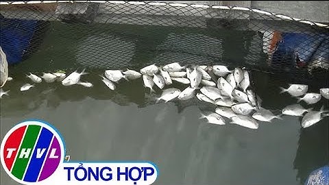 THVL | Cá nuôi lồng trên sông Chà Và, Bà Rịa - Vũng Tàu lại chết hàng loạt