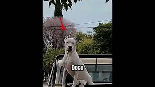 A Father's Instinct Never Sleeps #dog #animals #dogoargentino