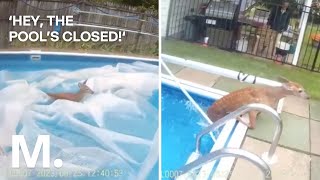 Deer Rescued After Getting STUCK in Backyard Pool