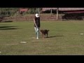 Rally Obedience with my toller