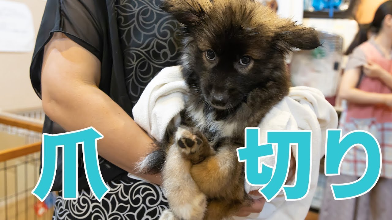 [コンプリート！] 犬 爪切り 暴れる 病院 326812犬 爪切り 暴れる 病院