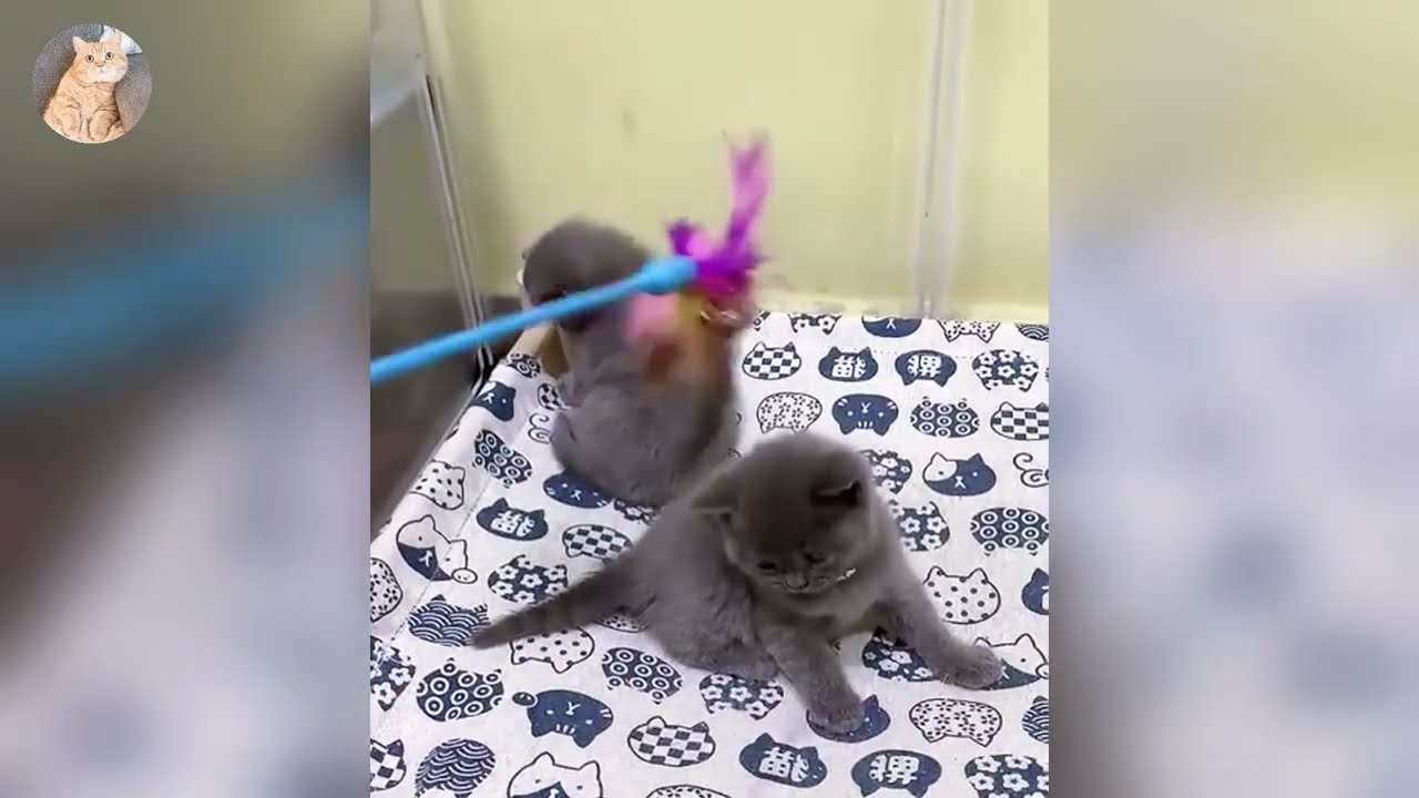 A soft purr and fuzzy face fix everything